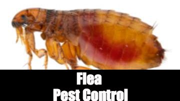 flea pest control