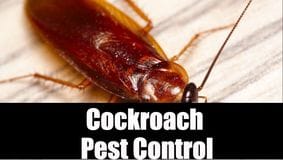Roach Fumigation Treatment Control
