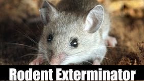 Rat and Mouse Exterminator