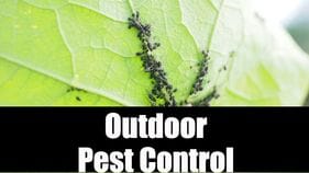 Outdoor Pest Control Tyler Tx