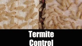 termite control tyler texas